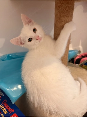 Kleines Katzenmädchen abzugeben     