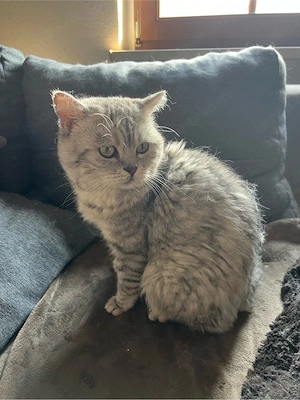 BKH Deckkater Silver Tabby