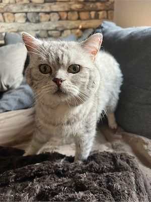 BKH Deckkater Silver Tabby