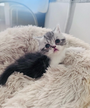 Süßes Exotic-Shorthair-Kätzchen Elsa sucht ein liebevolles Zuhause   