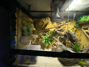 Rübenschwanz Viperngeckos