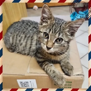 Süsse Katze aus Tierschutz 