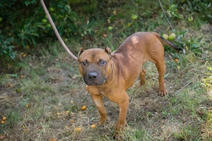 *BÄR* ist leider ein Listenhund und sollte in entsprechend erfahrene Hände