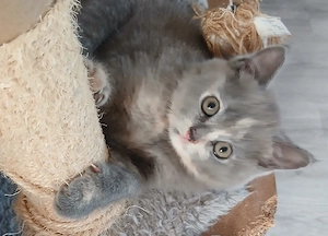 Bkh Niedliche Britisch kurzhaar kitten  