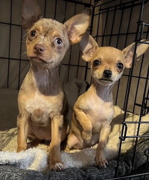 Wunderschöne, zierliche Mini-Chihuahua-Hündin sucht ein liebevolles Zuhause