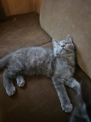 Mainecoon-Ragdoll Mix Kitten 