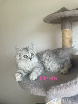 2 Wunderschöne reinrassige BLH Kitten