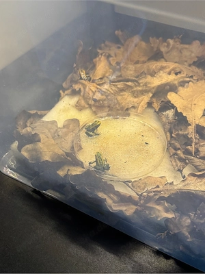 Phyllobates terribilis gelb Nachzuchten Bild 2