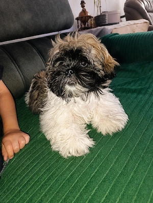 Shih-Tzu- sucht ein neues Zuhause