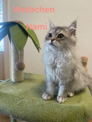 Süße Reinrassige Blh kitten