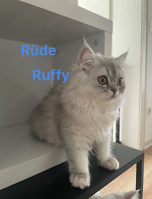 Verschmuste BLH Kitties