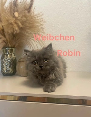 Verschmuste BLH Kitten