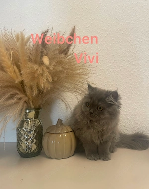 Verschmuste BLH Kitten