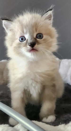 Sibirische Neva Masquarade  Kitten