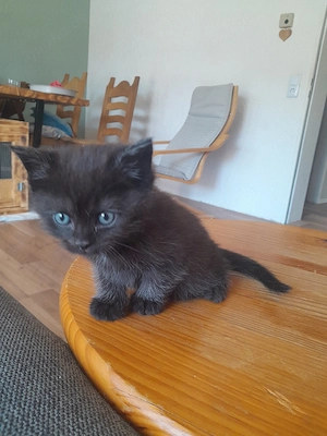 katzenbabys suchen zuhause 