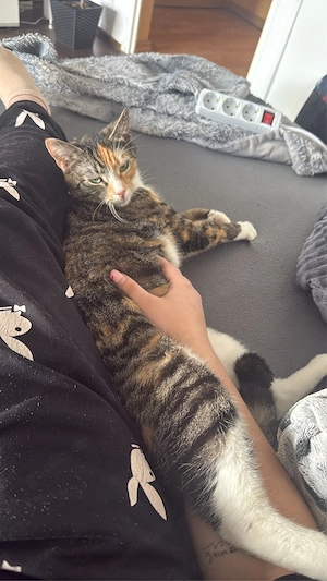 katze abzugeben