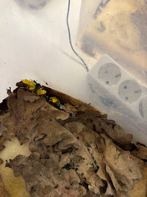 Phyllobates terribilis gelb Nachzuchten