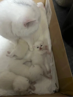 BKH-Kitten mit wunderschönen blauen Augen   Vater und Mutter BKH