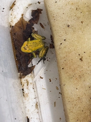 Phyllobates terribilis gelb Nachzuchten Bild 3