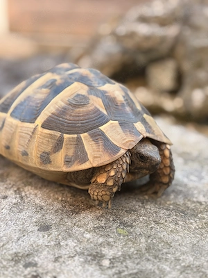 Griechische Landschildkröte (Testudo hermanni) 
