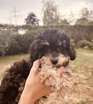 Liebevoll aufgezogene Maltipoo-Welpen suchen ein neues Zuhause