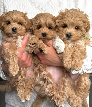 Super Maltipoo mini Welpen