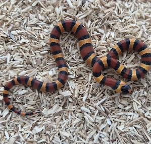 Lampropeltis leonis Königsnatter Nachzucht 2026