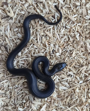 Lampropeltis leonis melanistic 