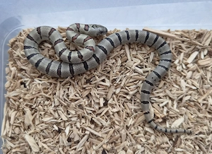 Lampropeltis leonis   2026