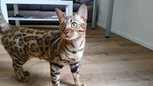 Bengal Katze 2 Jahre