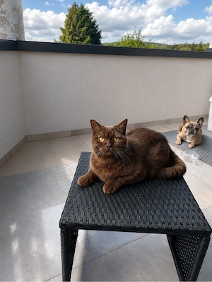 Bkh Deckkater braun Bild 2