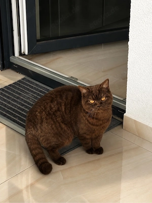 Bkh Deckkater braun Bild 3