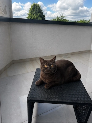 Bkh Deckkater braun Bild 4