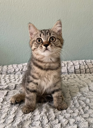British Kurzhaar Kitten zu verkaufen 