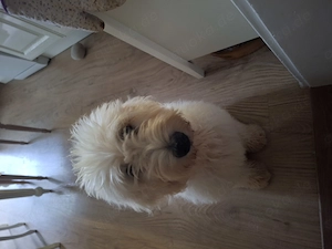 Goldendoodle sehr  groß Weibchen  4 monate  alt 