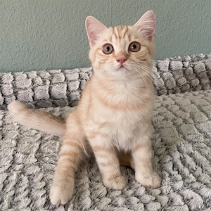British Kurzhaar Kitten zu verkaufen 