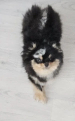Merle Pomeranian  Weibchen Reinrassig