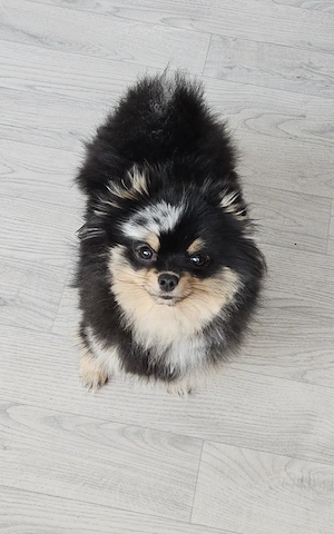 Merle Pomeranian  Weibchen Reinrassig