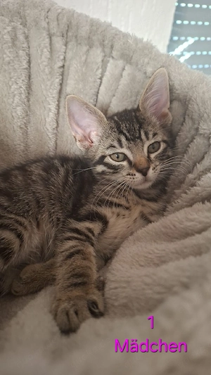 Süße Katzenbabys suchen ein zuhause  