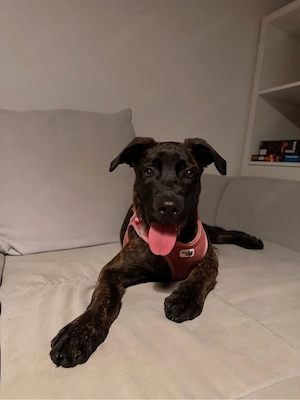 Cane Corso x Malinois 