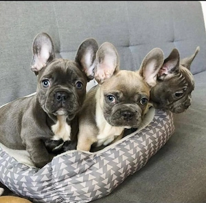 Supert Französische bulldogge Welpen