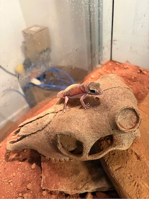 Nephrurus levis 1.1