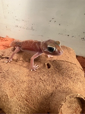 Nephrurus levis 1.1 Bild 3