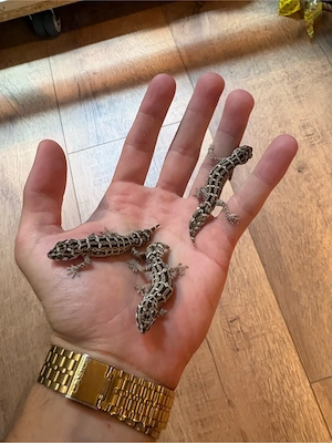 vipernschwanz geckos 1.2