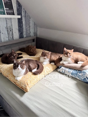 BKH Kitten mit Stammbaum