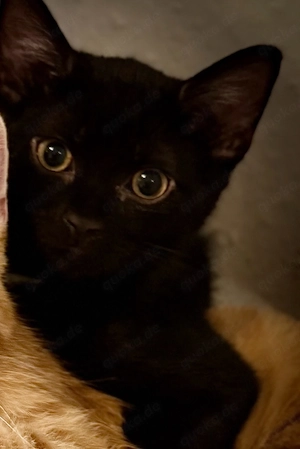 Kitte männlich sucht zuhause 