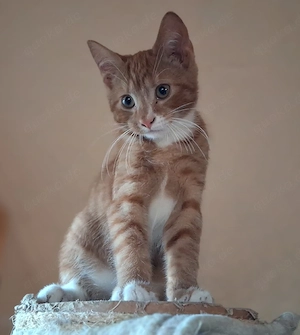 katzenbaby Maine coon siam EK Mix