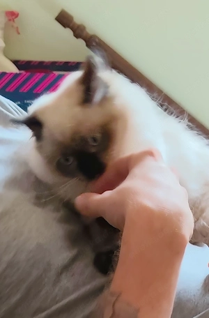 Ragdoll-Kitten suchen liebevolles Zuhause