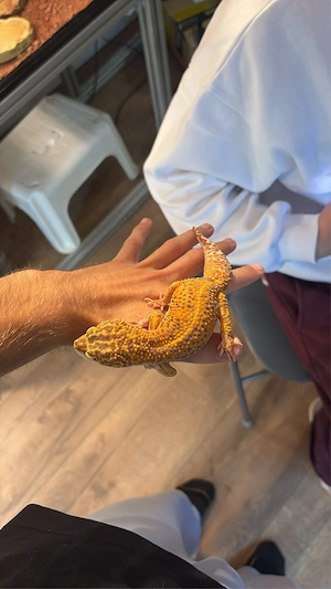 Leopardgecko giand 1.0