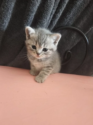 Bkh kitten abholbereit 